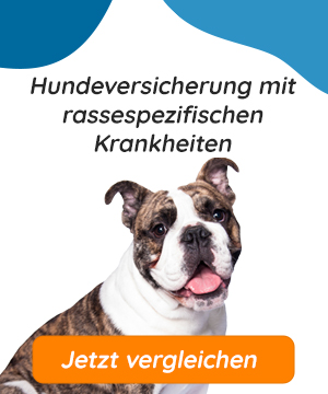 Hundeversicherung mit rassespezifischen Krankheiten